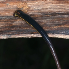 Hirudinidae sp. (family) at Monga, NSW - 10 Jan 2022