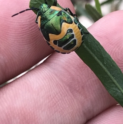 Scutiphora pedicellata (Metallic Jewel Bug) at Kambah, ACT - 3 Jan 2022 by Tapirlord