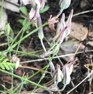 Thysanotus tuberosus subsp. tuberosus at Kambah, ACT - 3 Jan 2022 05:51 PM