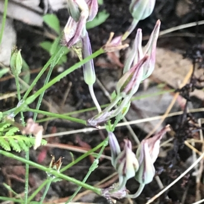 Thysanotus tuberosus subsp. tuberosus (Common Fringe-lily) at Mount Taylor - 3 Jan 2022 by Tapirlord