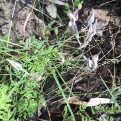 Thysanotus tuberosus subsp. tuberosus at Kambah, ACT - 3 Jan 2022