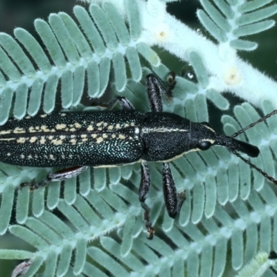 Rhinotia sp. in brunnea-group (A belid weevil) at Mulloon, NSW - 10 Jan 2022 by jb2602