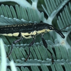 Rhinotia sp. in brunnea-group at Mulloon, NSW - 10 Jan 2022 10:19 AM