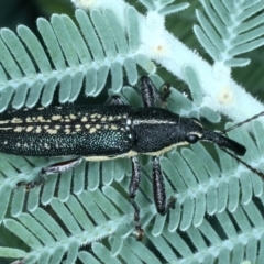 Rhinotia sp. in brunnea-group at Mulloon, NSW - 10 Jan 2022 10:19 AM