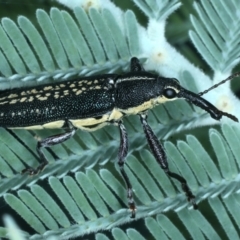 Rhinotia sp. in brunnea-group at Mulloon, NSW - 10 Jan 2022