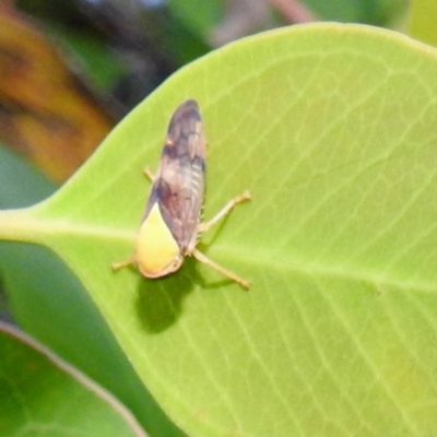 Brunotartessus fulvus (Yellow-headed Leafhopper) at Kambah, ACT - 13 Jan 2022 by HelenCross