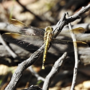 Orthetrum caledonicum at Forde, ACT - 13 Jan 2022