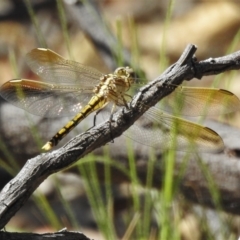 Orthetrum caledonicum at Forde, ACT - 13 Jan 2022 04:12 PM