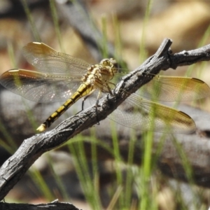 Orthetrum caledonicum at Forde, ACT - 13 Jan 2022