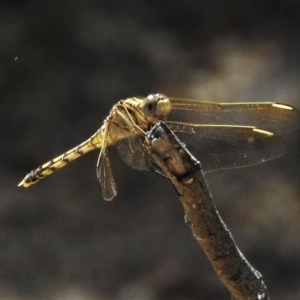 Orthetrum caledonicum at Forde, ACT - 13 Jan 2022 04:12 PM