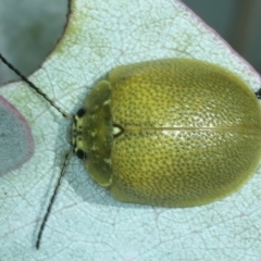 Paropsis porosa (A eucalyptus leaf beetle) at Stromlo, ACT - 29 Dec 2021 by jb2602