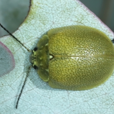 Paropsis porosa (A eucalyptus leaf beetle) at Uriarra Recreation Reserve - 29 Dec 2021 by jb2602