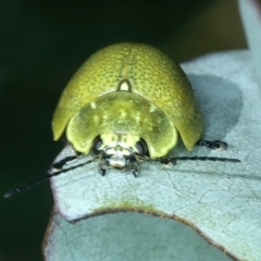 Paropsis porosa at Stromlo, ACT - 29 Dec 2021