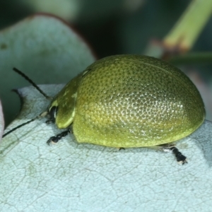 Paropsis porosa at Stromlo, ACT - 29 Dec 2021