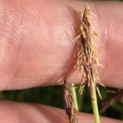 Eleocharis atricha (Tuber Spikerush) at O'Malley, ACT - 5 Jan 2022 by Tapirlord