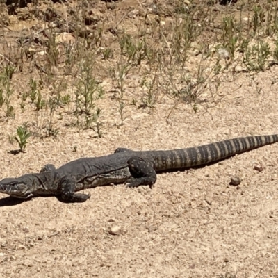 Varanus rosenbergi (Heath or Rosenberg's Monitor) at Booth, ACT - 28 Dec 2021 by RyanW