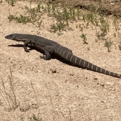 Varanus rosenbergi at Booth, ACT - 28 Dec 2021