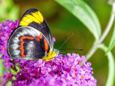 Delias nigrina (Black Jezebel) at Penrose, NSW - 1 Jan 2022 by Aussiegall