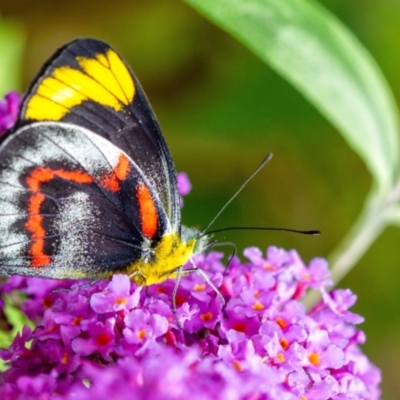 Delias nigrina (Black Jezebel) at Wingecarribee Local Government Area - 1 Jan 2022 by Aussiegall