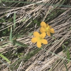 Hypericum gramineum (Small St Johns Wort) at Rendezvous Creek, ACT - 10 Jan 2022 by Tapirlord