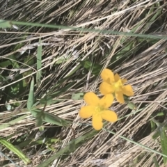 Hypericum gramineum at Rendezvous Creek, ACT - 10 Jan 2022