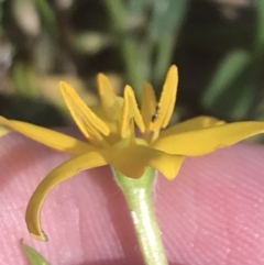 Hypoxis hygrometrica var. hygrometrica (Golden Weather-grass) at Rendezvous Creek, ACT - 10 Jan 2022 by Tapirlord