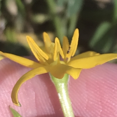 Hypoxis hygrometrica var. hygrometrica (Golden Weather-grass) at Rendezvous Creek, ACT - 9 Jan 2022 by Tapirlord