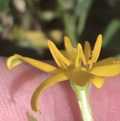 Hypoxis hygrometrica var. hygrometrica at Rendezvous Creek, ACT - 10 Jan 2022