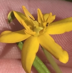 Hypoxis hygrometrica var. hygrometrica at Rendezvous Creek, ACT - 10 Jan 2022