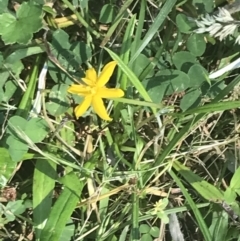 Hypoxis hygrometrica var. hygrometrica at Rendezvous Creek, ACT - 10 Jan 2022