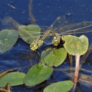 Anax papuensis at Throsby, ACT - 13 Jan 2022