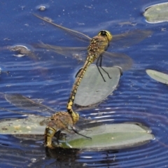 Anax papuensis at Throsby, ACT - 13 Jan 2022