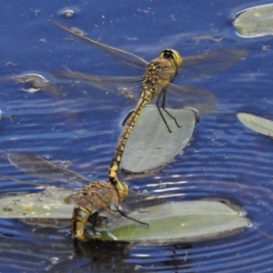 Anax papuensis at Throsby, ACT - 13 Jan 2022