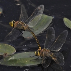 Anax papuensis at Throsby, ACT - 13 Jan 2022