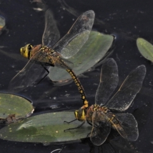 Anax papuensis at Throsby, ACT - 13 Jan 2022