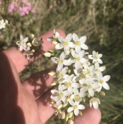 Centaurium erythraea (Common Centaury) at Rendezvous Creek, ACT - 9 Jan 2022 by Tapirlord