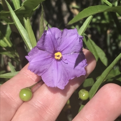 Solanum vescum (Green Kangaroo Apple) at Rendezvous Creek, ACT - 9 Jan 2022 by Tapirlord
