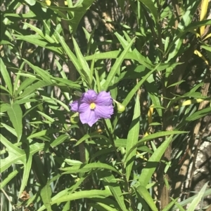 Solanum vescum at Rendezvous Creek, ACT - 10 Jan 2022 10:09 AM