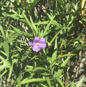 Solanum vescum at Rendezvous Creek, ACT - 10 Jan 2022