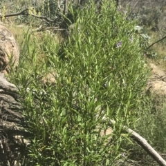 Solanum vescum at Rendezvous Creek, ACT - 10 Jan 2022 10:09 AM