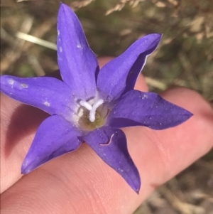 Wahlenbergia stricta subsp. stricta at Rendezvous Creek, ACT - 10 Jan 2022 10:10 AM