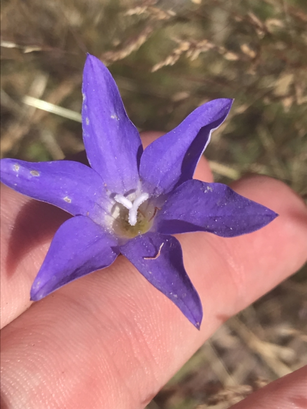 Wahlenbergia stricta subsp. stricta at Rendezvous Creek, ACT - 10 Jan 2022