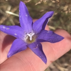 Wahlenbergia stricta subsp. stricta (Tall Bluebell) at Rendezvous Creek, ACT - 9 Jan 2022 by Tapirlord