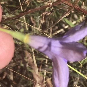 Wahlenbergia stricta subsp. stricta at Rendezvous Creek, ACT - 10 Jan 2022 10:10 AM