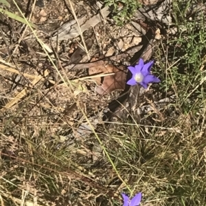 Wahlenbergia stricta subsp. stricta at Rendezvous Creek, ACT - 10 Jan 2022