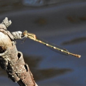 Austrolestes leda at Forde, ACT - 13 Jan 2022