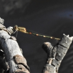 Austrolestes leda at Forde, ACT - 13 Jan 2022