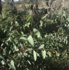 Eucalyptus dalrympleana subsp. dalrympleana (Mountain Gum) at Rendezvous Creek, ACT - 10 Jan 2022 by Tapirlord