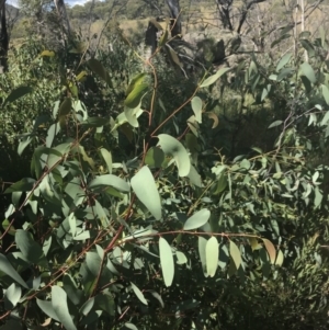 Eucalyptus dalrympleana subsp. dalrympleana at Rendezvous Creek, ACT - 10 Jan 2022