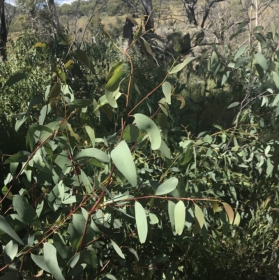 Eucalyptus dalrympleana subsp. dalrympleana (Mountain Gum) at Namadgi National Park - 9 Jan 2022 by Tapirlord